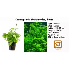 Ceratopteris thalictroides, Potte