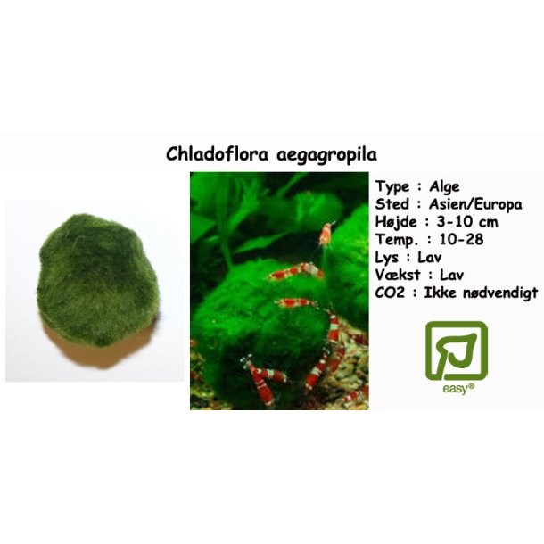 Chladoflora aegagropila - Moskugle