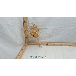 Coral Tree (WYSIWYG)