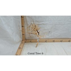 Coral Tree (WYSIWYG)