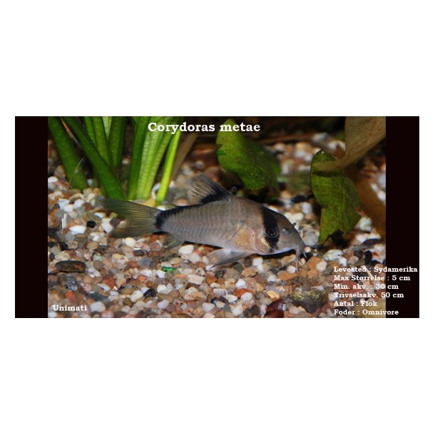 Corydoras metae