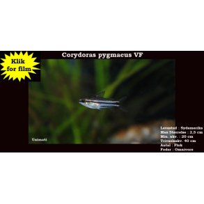 Corydoras pygmaeus