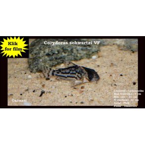 Corydoras schwartzi VF