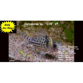 Corydoras sp. 