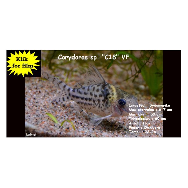 Corydoras sp. "C18" VF