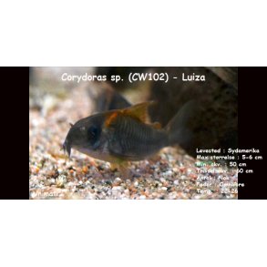 Corydoras sp. (CW102) - Luiza