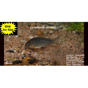 Corydoras sterbai