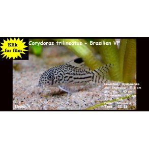 Corydoras trilineatus VF