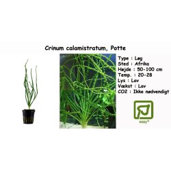 Crinum calamistratum, Potte