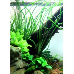 Crinum calamistratum, Potte