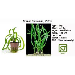 Crinum thaianum, Potte