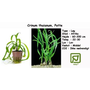 Crinum thaianum, Potte