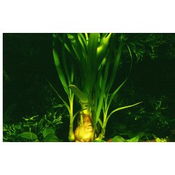 Crinum thaianum, Potte