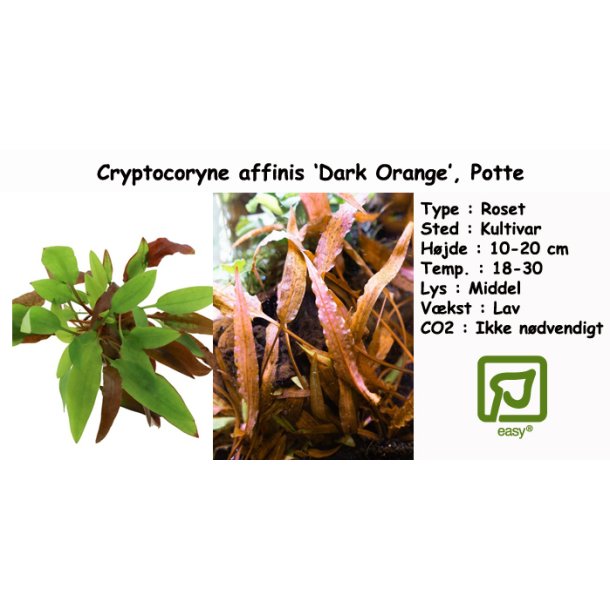 Cryptocoryne affinis -Dark Orange', Potte