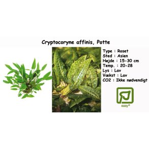 Cryptocoryne affinis, Potte