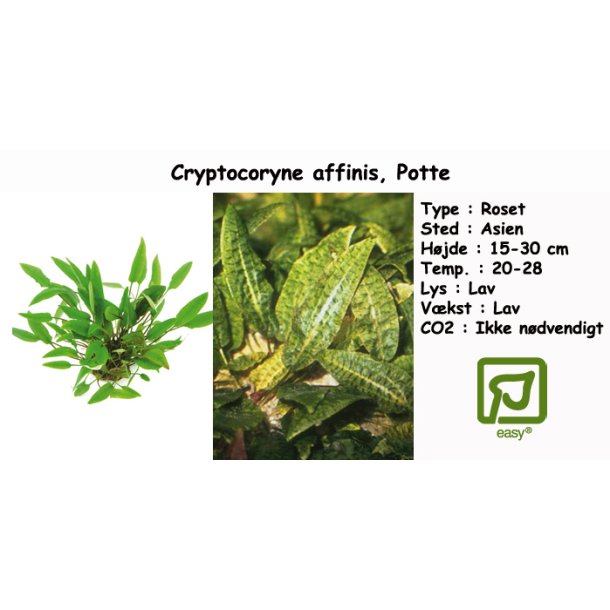Cryptocoryne affinis, Potte