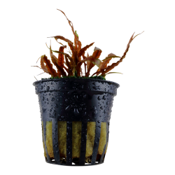 Cryptocoryne albida 'brown', Potte