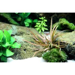Cryptocoryne albida 'brown', Potte