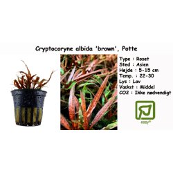 Cryptocoryne albida 'brown', Potte