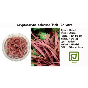 Cryptocoryne balansae 'Pink', In vitro