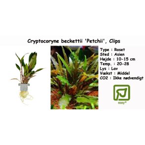 Cryptocoryne beckettii 'Petchii', Clips