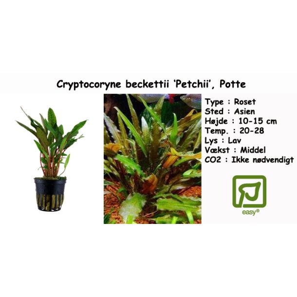 Cryptocoryne beckettii 'Petchii', Potte