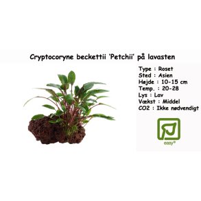 Cryptocoryne beckettii 'Petchii' p lavasten