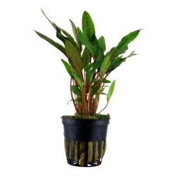 Cryptocoryne beckettii, Potte