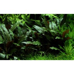 Cryptocoryne beckettii, Potte
