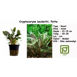 Cryptocoryne beckettii, Potte