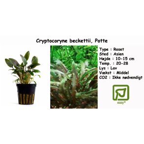 Cryptocoryne beckettii, Potte