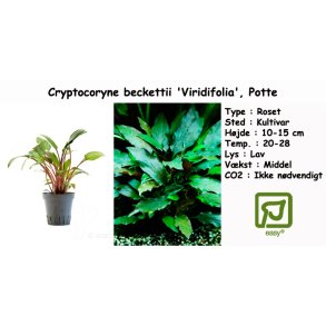 Cryptocoryne beckettii 'Viridifolia', Potte