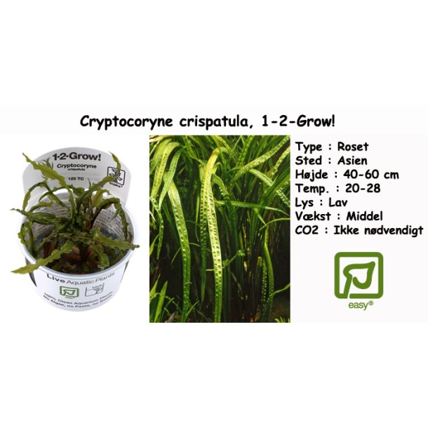 Cryptocoryne crispatula, 1-2-Grow! 