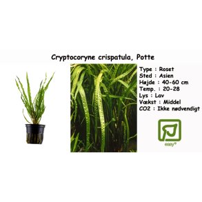 Cryptocoryne crispatula, Potte