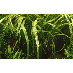 Cryptocoryne crispatula, 1-2-Grow! 