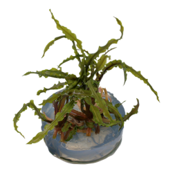Cryptocoryne crispatula, 1-2-Grow! 