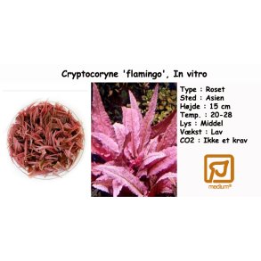 Cryptocoryne 'flamingo', In vitro