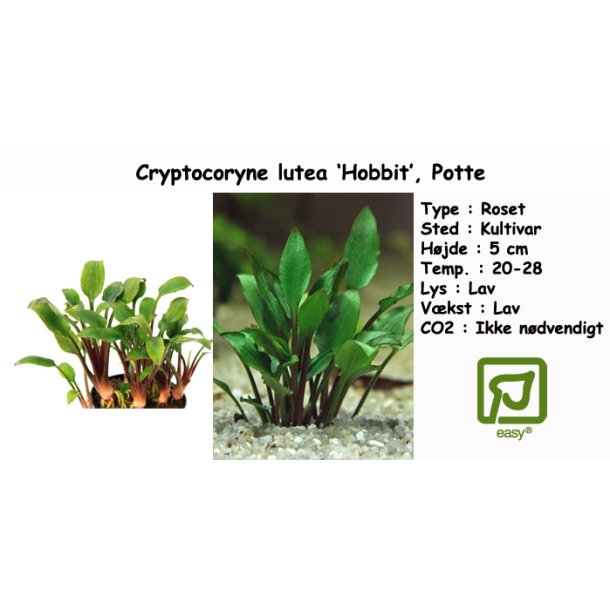 Cryptocoryne lutea 'Hobbit', Potte