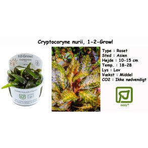 Cryptocoryne nurii 'Rose Maiden', 1-2-Grow!