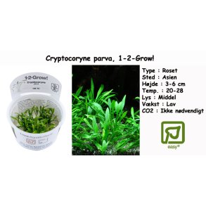 Cryptocoryne parva, 1-2-Grow!