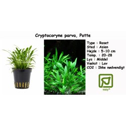 Cryptocoryne parva, Potte