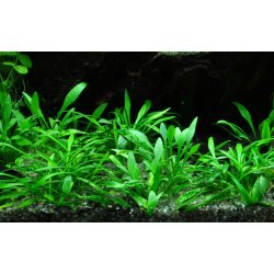 Cryptocoryne parva, Potte