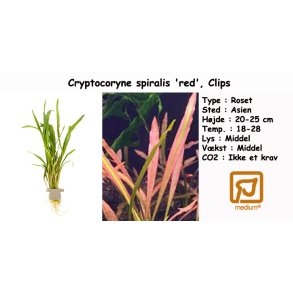 Cryptocoryne spiralis 'red', Clips