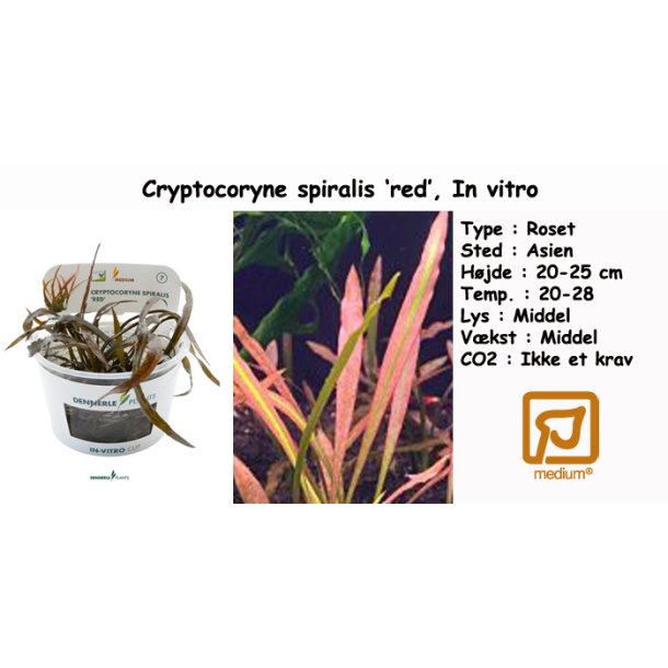 Cryptocoryne spiralis 'red', In vitro