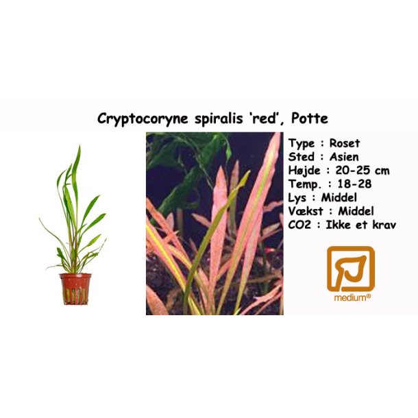 Cryptocoryne spiralis 'red', Potte