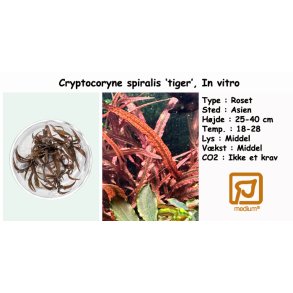 Cryptocoryne spiralis 'tiger', In vitro