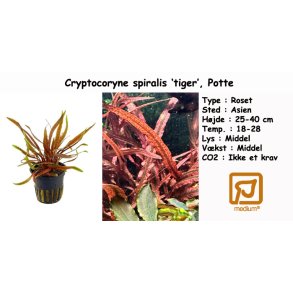 Cryptocoryne spiralis 'tiger', Potte