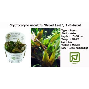 Cryptocoryne undulata 'Broad Leaf', 1-2-Grow! 