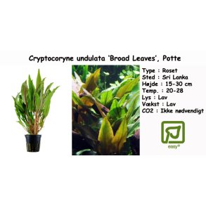 Cryptocoryne undulata 'Broad Leaves', Potte
