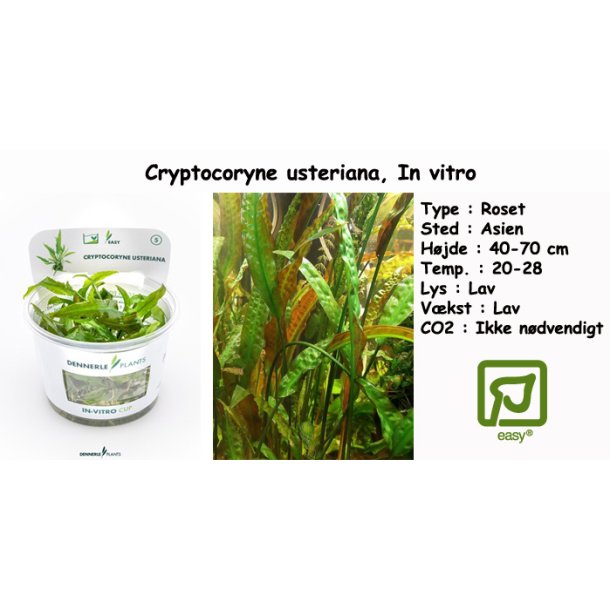 Cryptocoryne usteriana, In vitro